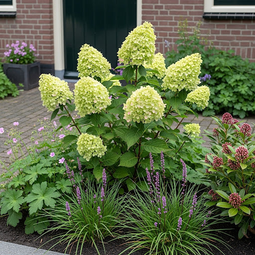 Hydrangea paniculata 'Little Lime' (Dwerghortensia) in kleine voortuin met leliegras, ooievaarsbek (links) en skimmia rubella.
