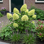 Hydrangea paniculata 'Little Lime' (Dwerghortensia) in kleine voortuin met leliegras, ooievaarsbek (links) en skimmia rubella.