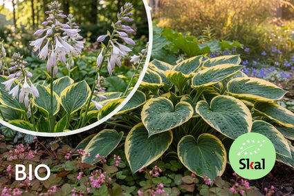 Bio-Herzlilie - Hosta 'Fortunei Aureomarginata'
