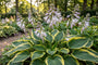 Bio-Herzlilie - Hosta 'Fortunei Aureomarginata'