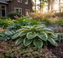Bio-Herzlilie - Hosta 'Fortunei Aureomarginata'