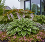 Hosta francee in border met epimedium rubrum ervoor, brunnera sea heart en rodgersia henrici
