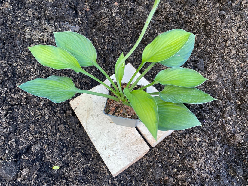 Herzlilie – Hosta „Royal Standard“ TIPP