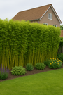 Hotei-Bambus - Phyllostachys aurea (Riesenbambus)