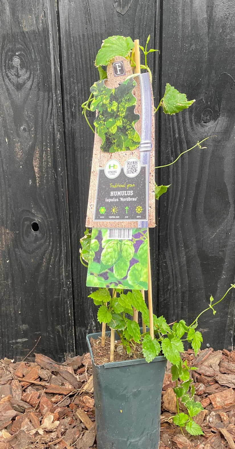 Hopfenpflanze - Humulus Lupupus 'Nordbräu'