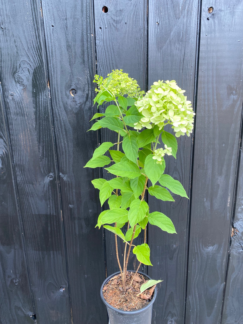 Rispenhortensie - Hydrangea paniculata 'Limelight'