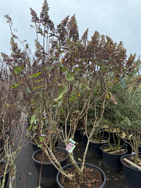 pinky winky herfstbeeld - 175-200 cm struik