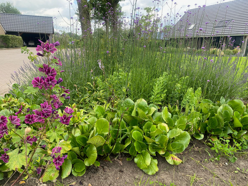 ijzerhard verbena met op de voorgrond bergenia, kaasjeskruid (links) en sedum herbstfreude