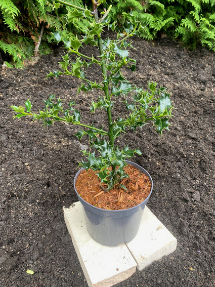 ilex aquifolium groene hulst c3 30-40 cm