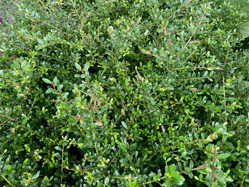 Japanische Stechpalme - Ilex crenata 'Stokes'