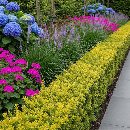 Japanische Stechpalme - Ilex crenata 'Golden Gem'