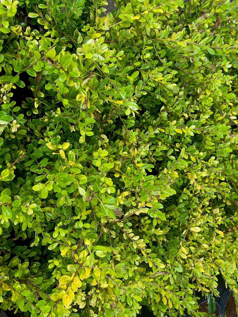 Japanische Stechpalme - Ilex crenata 'Golden Gem'