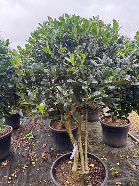 Grüne Stechpalme - Ilex 'Nellie R. Stevens' als Hochstamm &amp; mehrstämmig