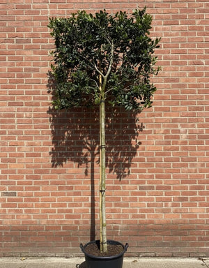 Spalierbaum Stammhöhe 210 cm - Metallgestell