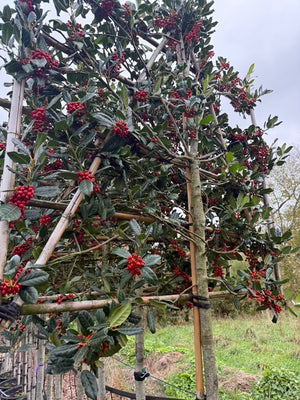 Spalierbaum Stammhöhe 140 cm