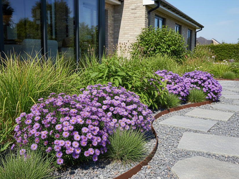 Bio-Herbstaster - Aster novae-angliae 'Purple Dome'