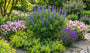 Bio-Falscher Indigo Indigolupine - Baptisia australis