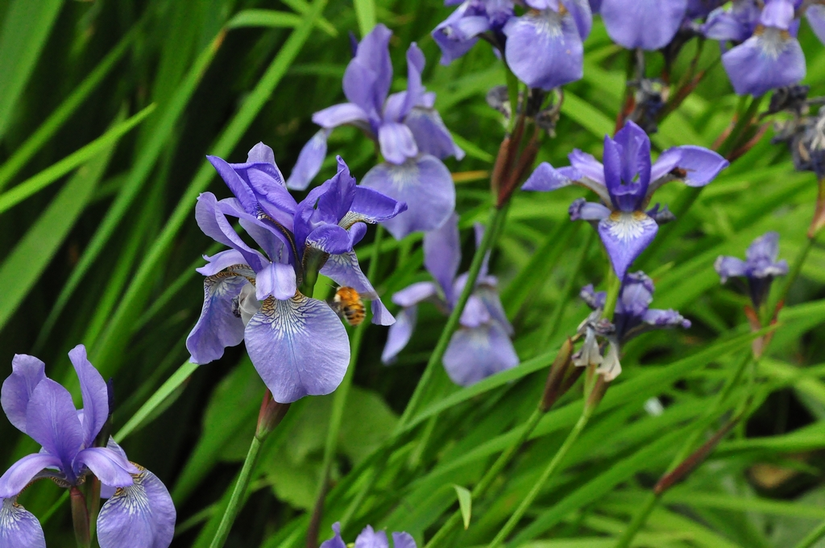 Bio-Iris - Iris sib. „Blauer König“