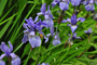 Bio-Iris - Iris sib. „Blauer König“