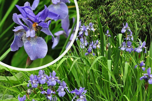 Kaufen Sie die Pflanze Sibirische Schwertlilie - Iris Sibirica