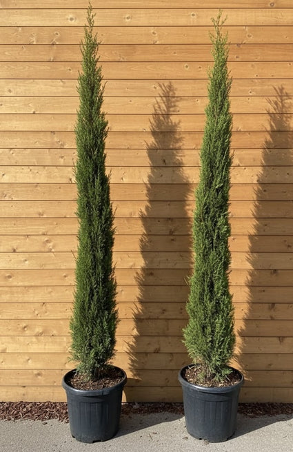 Italienische Zypresse - Cupressus sempervirens (Säulenzypresse)