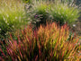 Bio-Japanisches Blutgras - Imperata cylindrica 'Red Baron'