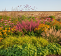 Hakonechloa macra combineren met Duizendknoop 'Persicaria'

Zonnehoed 'Echinacea'

Vrouwenmantel alchemilla aan de rand

IJzerhard 'Verbena' lollipop

Zonnekruid 'Helenium' in zonnige borders