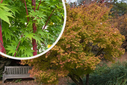 Japanischer Ahorn - Acer palmatum 'Sangokaku'