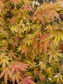 Japanischer Ahorn - Acer palmatum