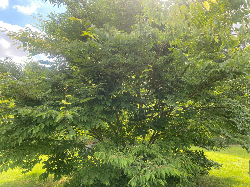 Japanische Pseudoulme - Zelkova serrata