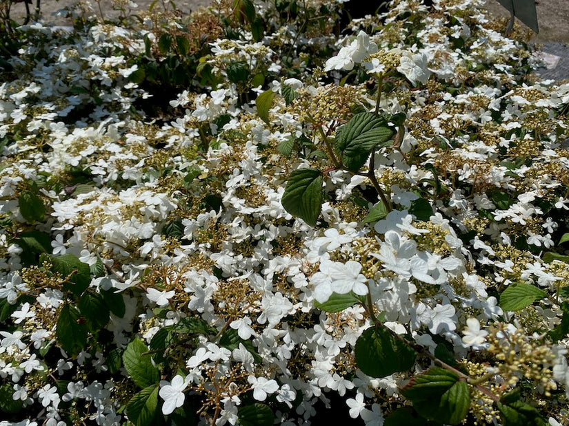 Japanischer Schneeball - Viburnum plicatum 'Watanabe'