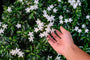 Jasmin - Jasminum polyanthum