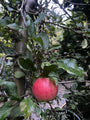 Bio-Apfelbaum - Malus domestica 'Jonagold' Kompakt, Halbstamm