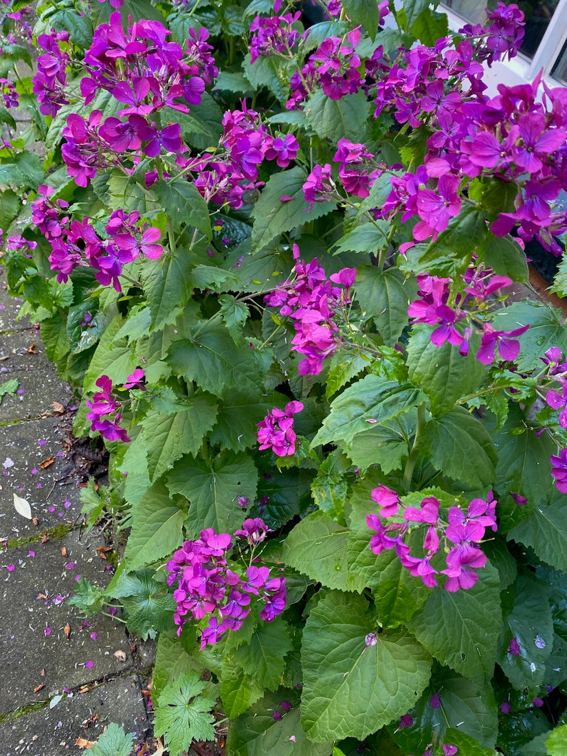 Garten-Judas-Medaille - Lunaria annua