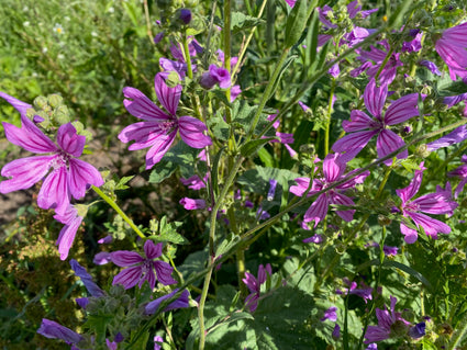 Große Malve - Malva sylvestris