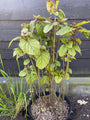 Kansenboom - Clerodendrum trichotomum (Erdnussbutterbaum)