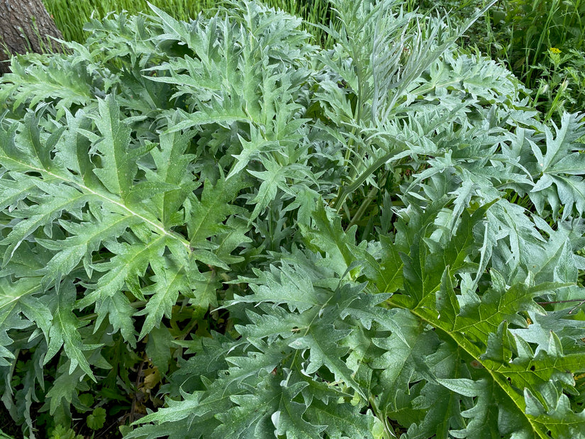 Cynara cardunculus var. Scolymus