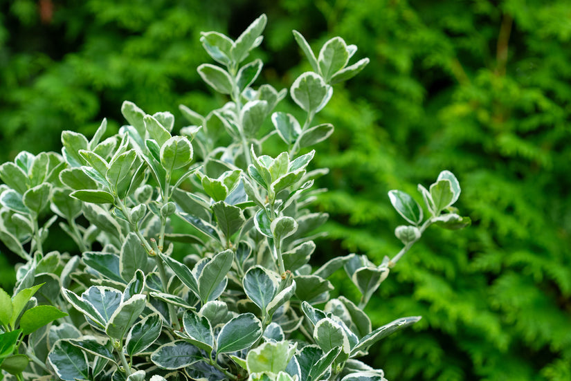 Kardinalshut am Stiel - Euonymus japonicus 'Kathy'