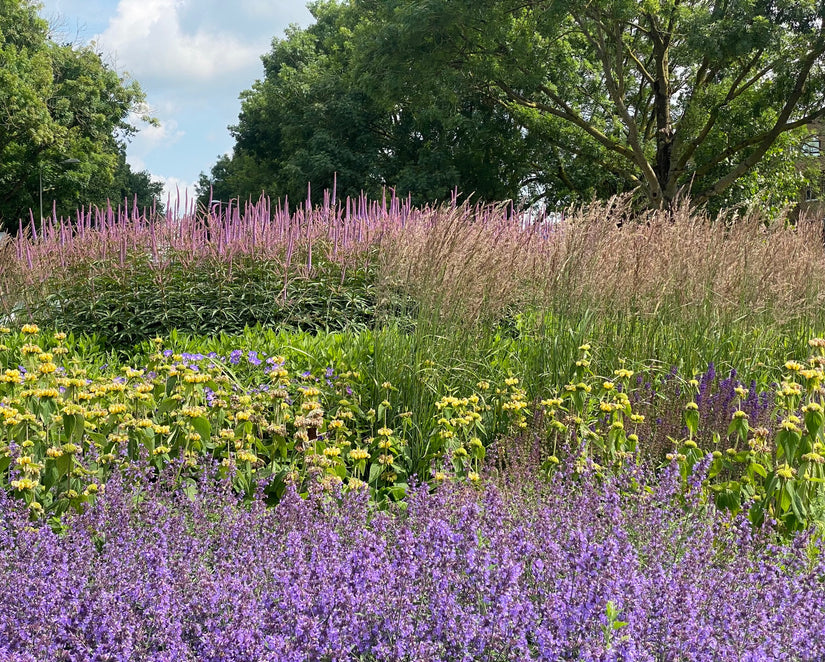 kattenkruid (vooraan), dan brandkruid phlomis en achteraan lange ereprijs veronica en hoge siergrassen