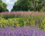 kattenkruid (vooraan), dan brandkruid phlomis en achteraan lange ereprijs veronica en hoge siergrassen