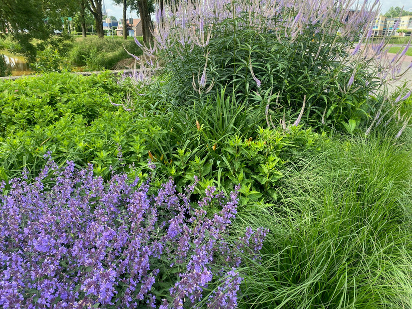 Katzenminze - Nepeta 'Walker's Low'