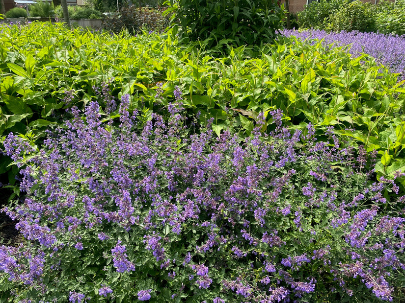 Katzenminze - Nepeta 'Walker's Low'