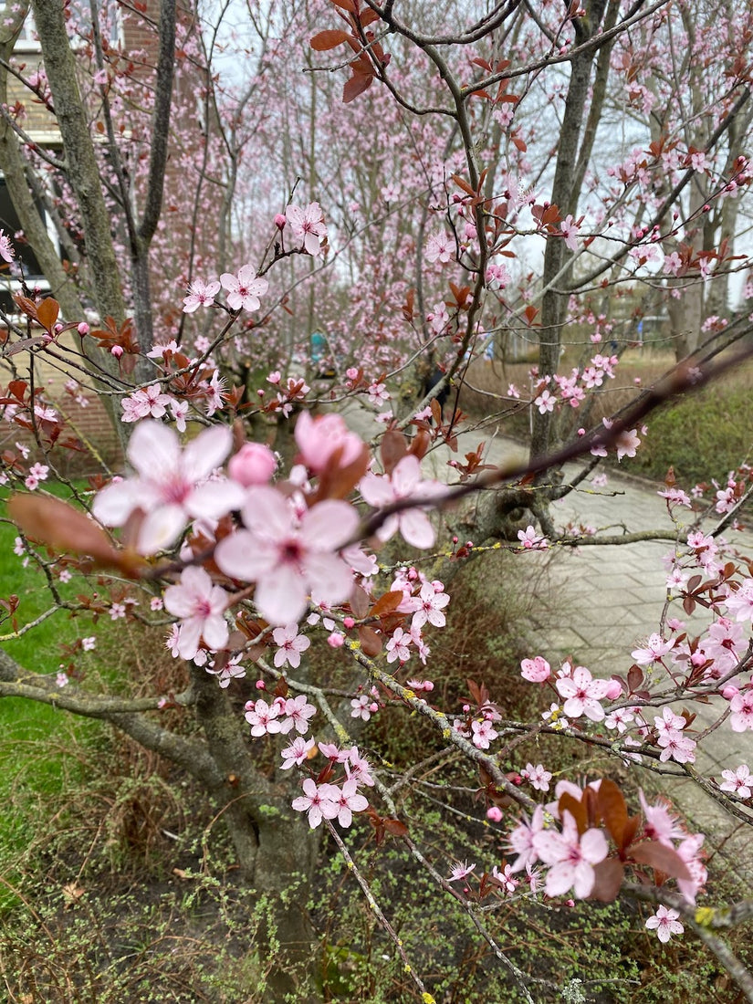 Standard-Rotkirschpflaume - Prunus Cerasifera 'Nigra'