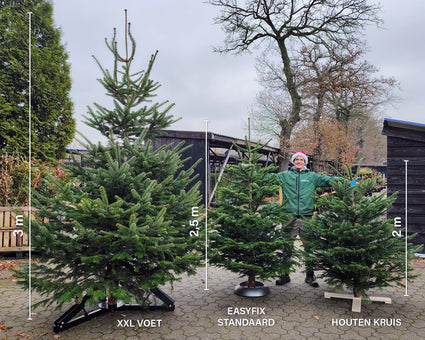 Echter Weihnachtsbaum - Nordmann gesägt 2 bis 3 Meter - Vor 19 Uhr bestellt = morgen geliefert