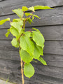 Bio-Kiwi - Actinidia deliciosa 'Jenny' (selbstbestäubend)