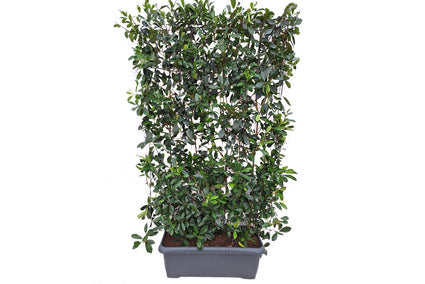 Fertighecke Glansmispel - 180h x 90w - Stahlspalier + Photinia fraseri 'Red Robin'