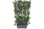 Fertighecke Glansmispel - 180h x 90w - Stahlspalier + Photinia fraseri 'Red Robin'