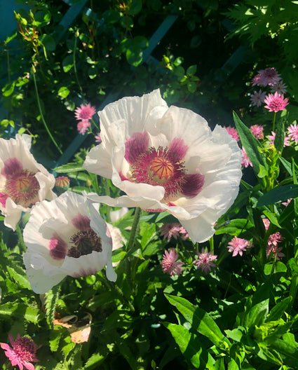 Orientalischer Mohn - Papaver orientale 'Perry's White'