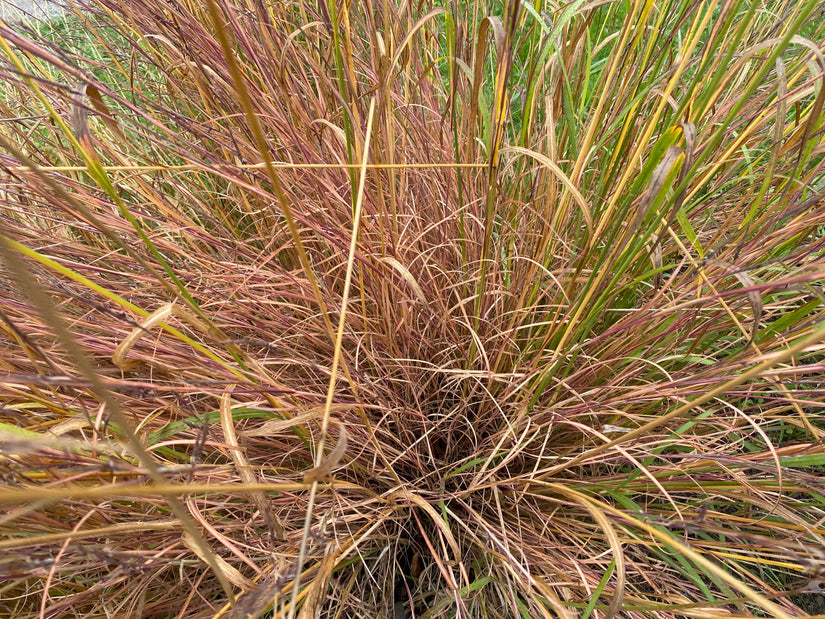 Kleines Präriegras - Schizachyrium scoparium 'Ha Ha Tonka'