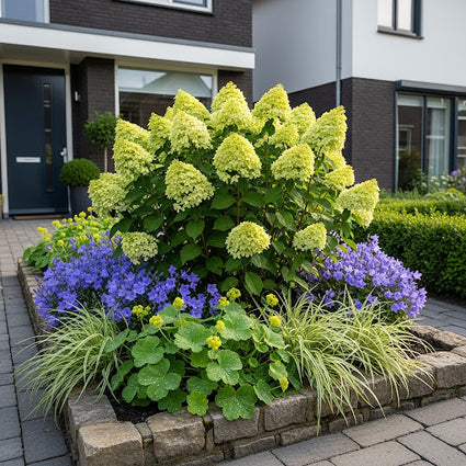 hortensia little lime combinatie met zegge carex ice dance, vrouwenmantel alchemilla' en klokjesbloem campanula.